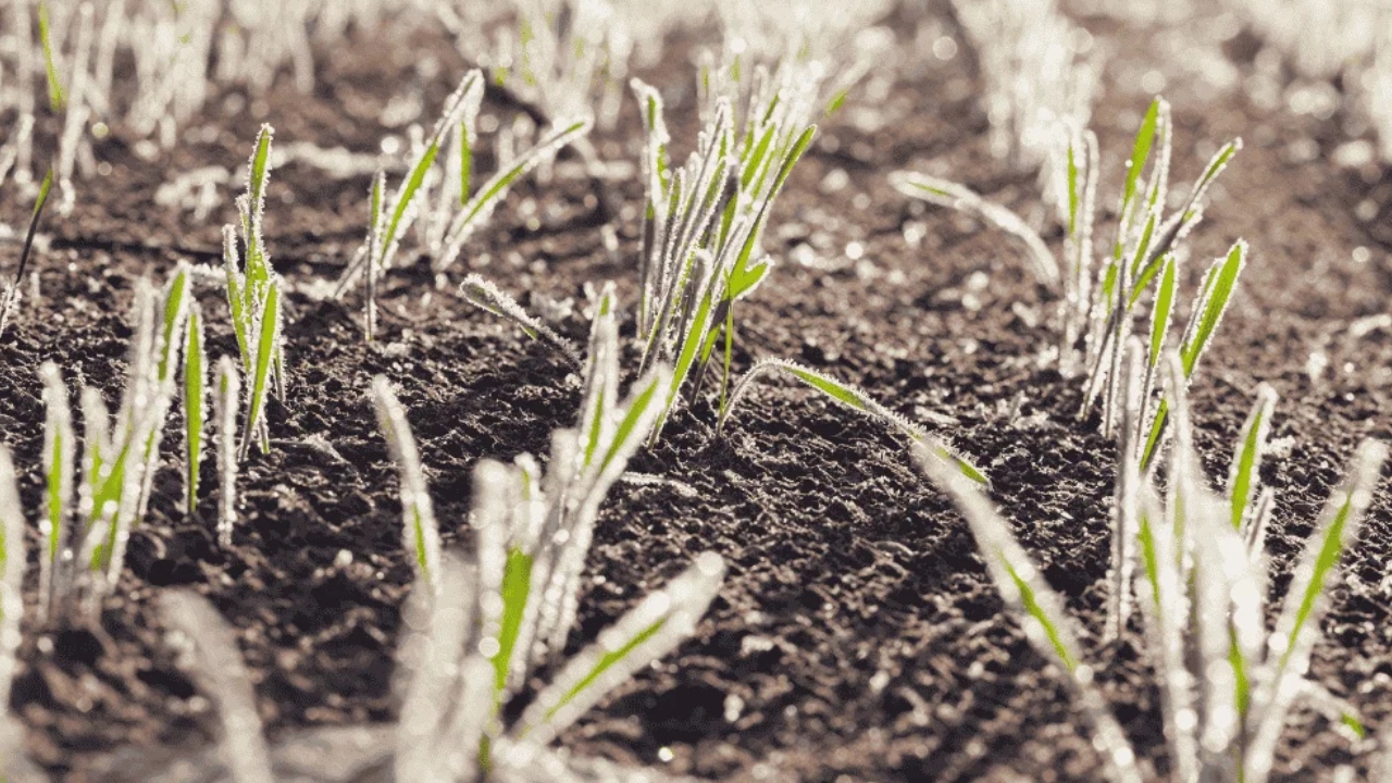 Meteoroloji'den 2 Gün Sürecek Zirai Don Uyarısı Üreticiler Uyarıldı!