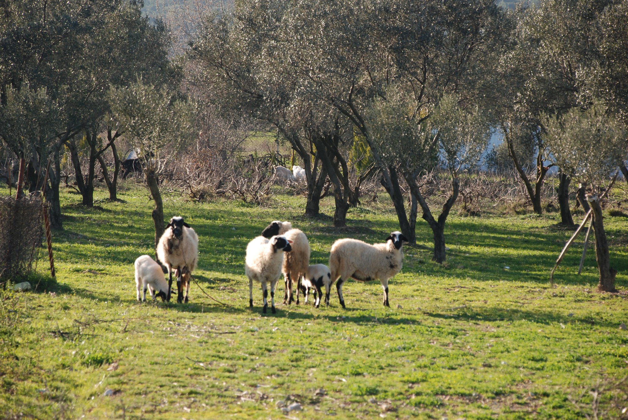 Ne Çeşme Ne Seferihisar İzmir’de Zeytinle Çevrili Bir Köy Var-1