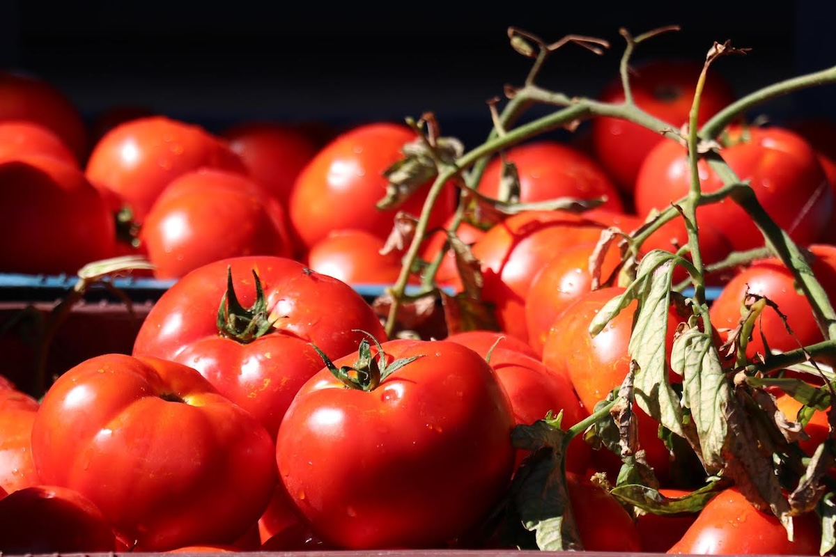 Tadıyla Avrupa’nın Gözdesi Oldu İzmir’in Domatesiyle Ünlenen Şirin Köy (2)