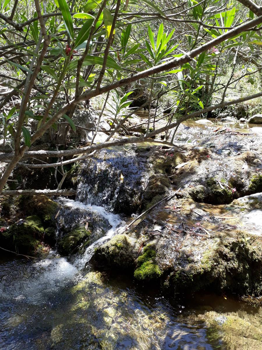 Terapi Ormani Selale