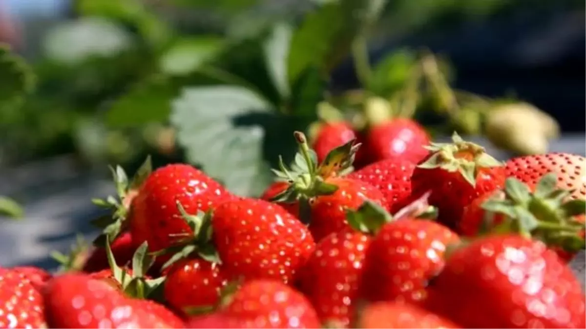 Trabzon Da Cilek Hasadi Baslayacak 4498054 5359 7553 Amp