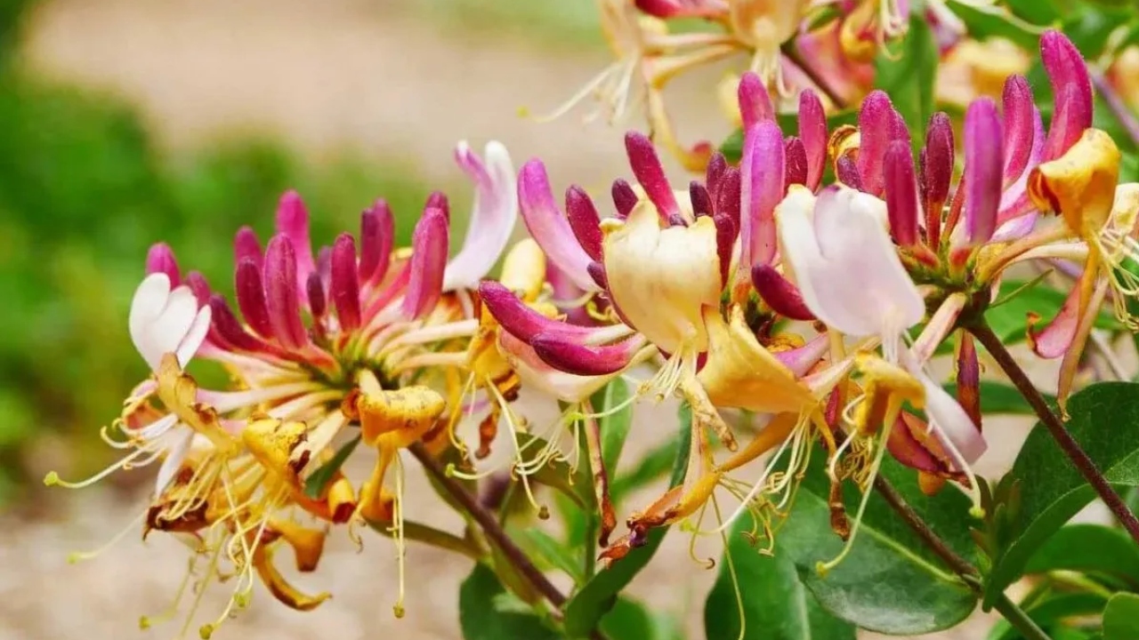 Türkiye’den Dünyaya En Ilginç Batıl Inançlar (2)Fld