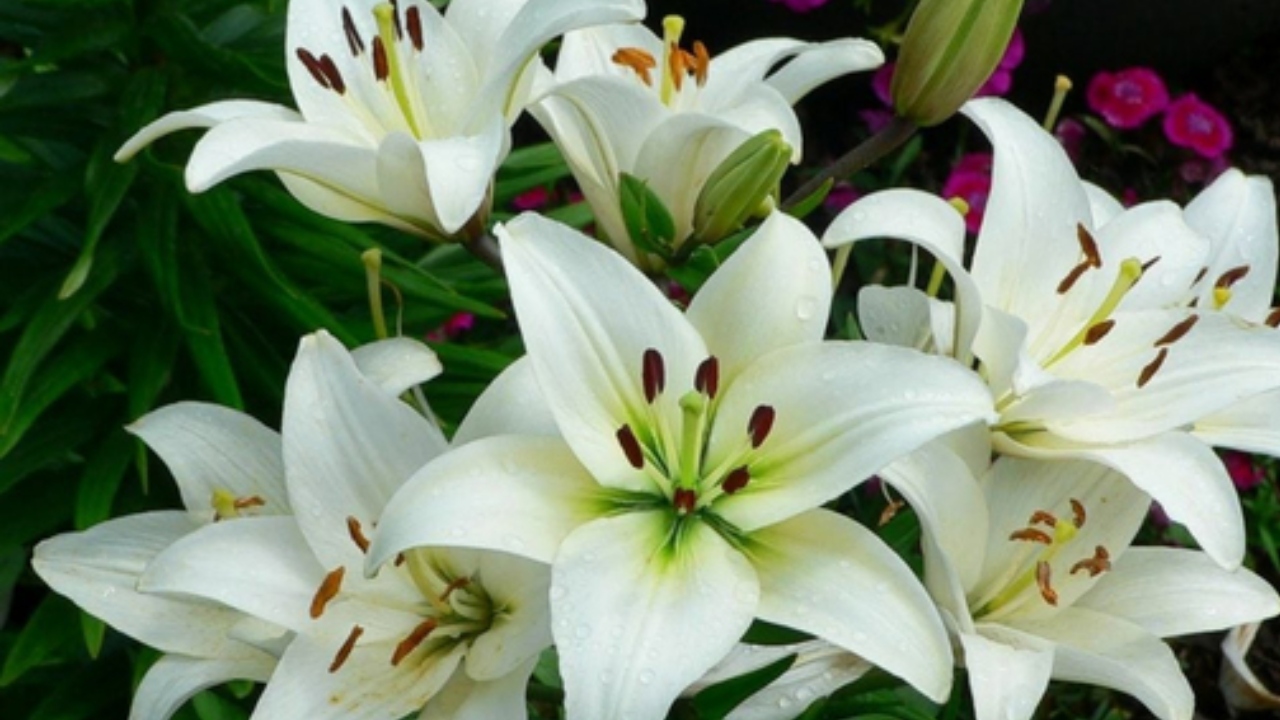 Türkiye’den Dünyaya En Ilginç Batıl Inançlar (3)Kf