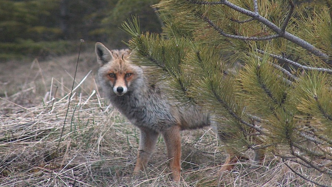 Yelki̇ Akdeni̇z Ormani Güzelbahçe İzmi̇r (2)