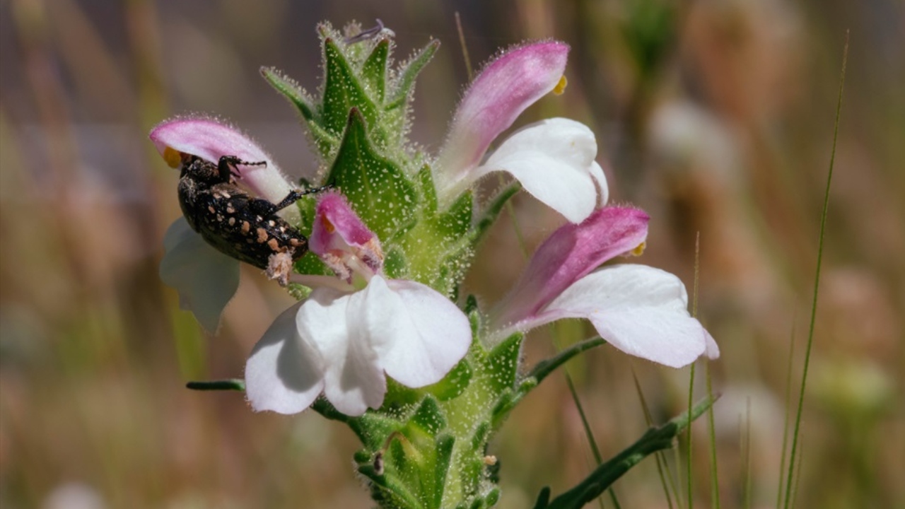 Yelki̇ Akdeni̇z Ormani Güzelbahçe İzmi̇r (4)