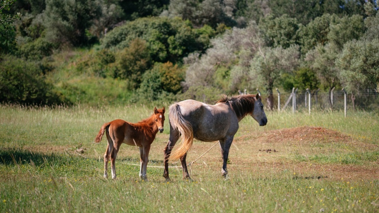 Yelki̇ Akdeni̇z Ormani Güzelbahçe İzmi̇r (5)