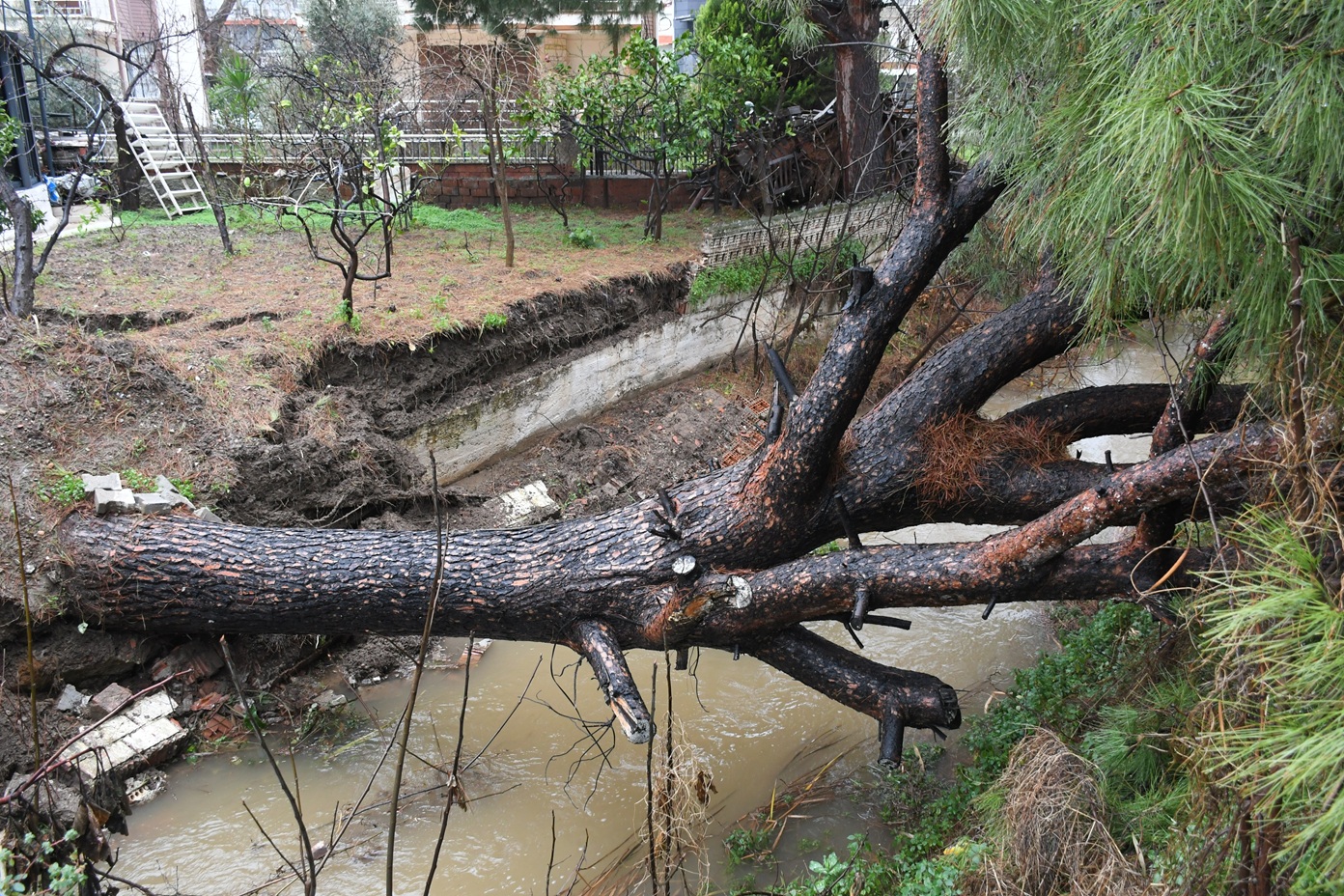 Devrilen Çam Ağacı Dereyi Kapattı Taşkın Son Anda Önendi (3)