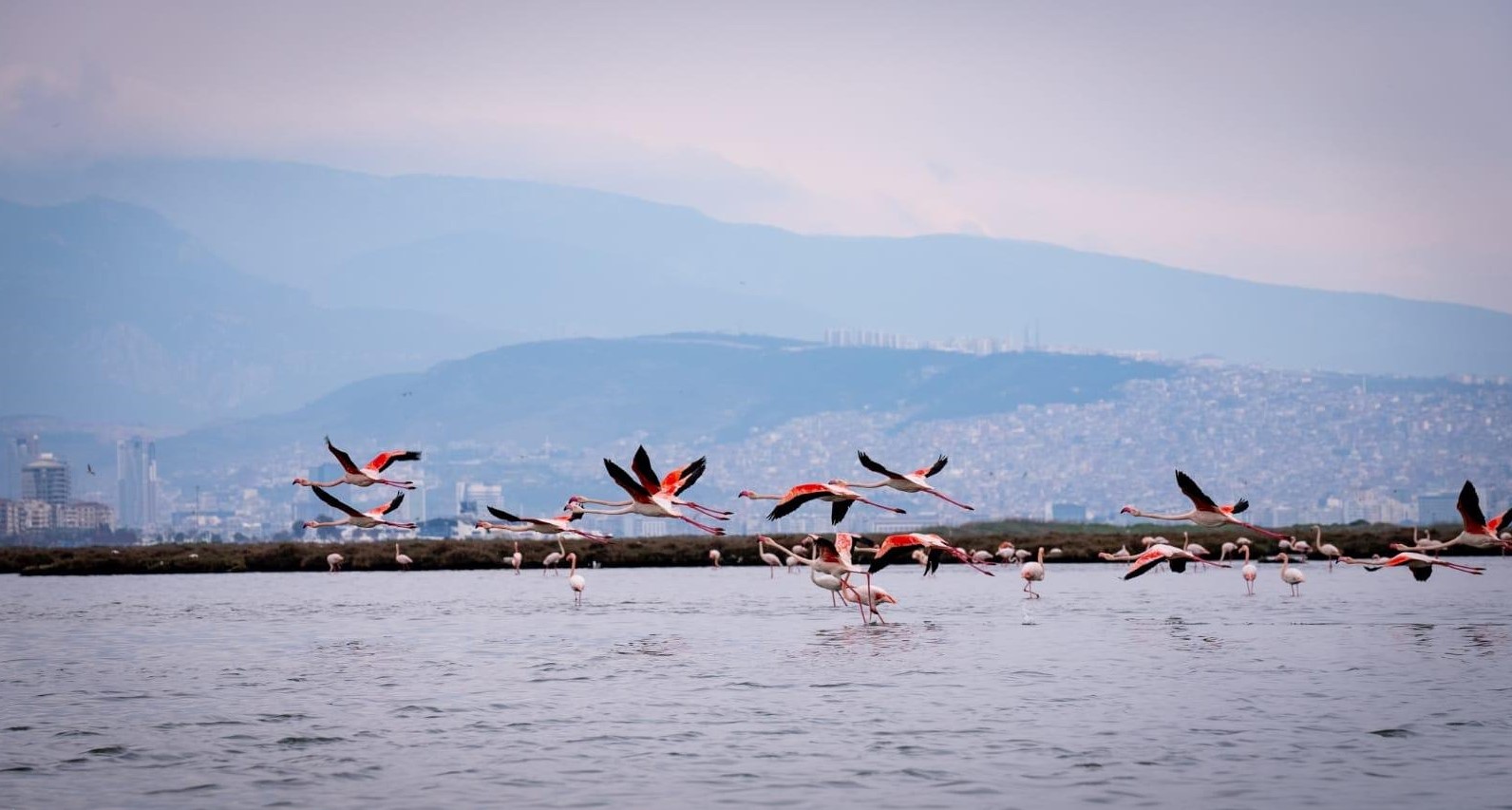 İzmir yarıyıl tatilinde doğa, kültür ve deniz keyfi İZDENİZ turlarıyla flamingo gözleminden körfez gezilerine