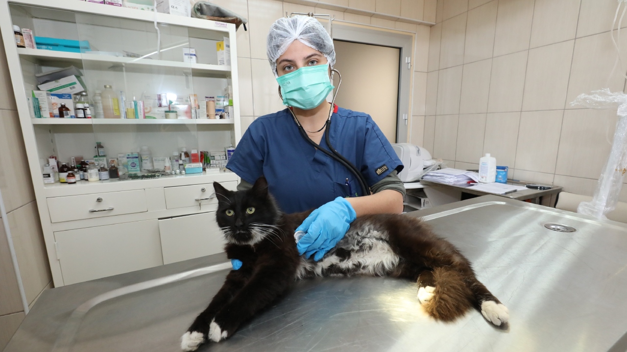 Gaziemir Belediyesi'nden Can Dostlara Şefkat Eli Binlerce Hayvana Sağlık Ve Umut (1)