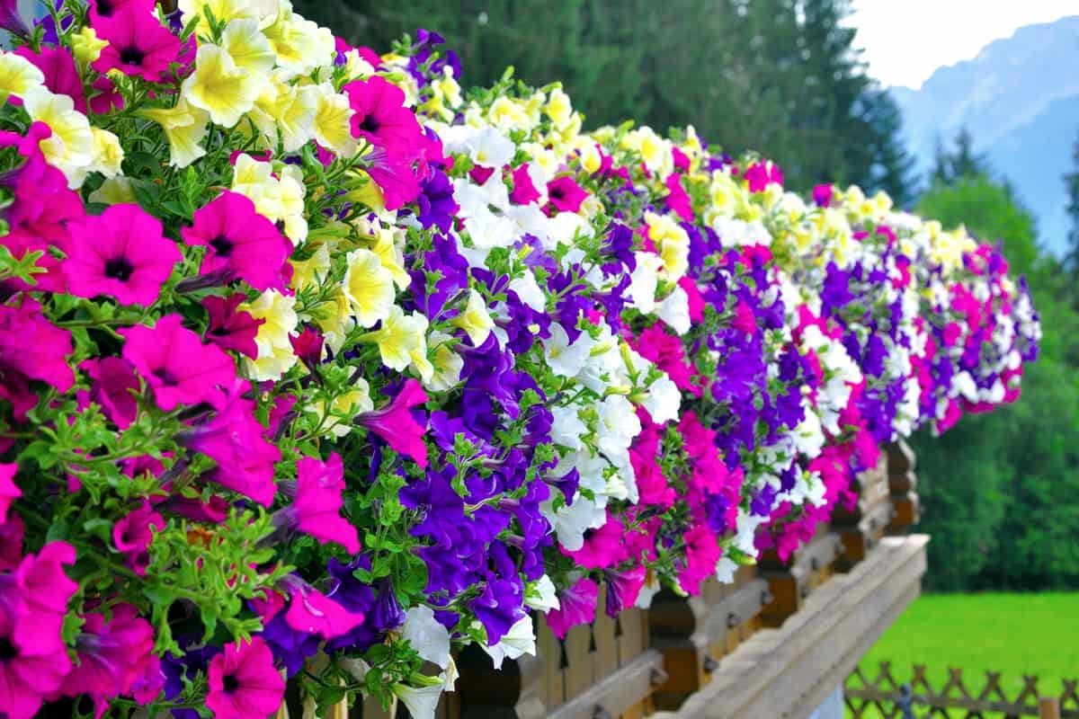 İzmir’de Bahar Ayının Yaklaşmasıyla Bahçe Ve Balkonları Süsleyen Çiçekler, Renk Şöleni Sağlıyor. Menekşe, Petunya, Sardunya Ve Begonya Gibi Dayanıklı Çiçeklerle Yaz Boyunca Canlı Bir Bahçe Yaratmak Mümkün. İşte İzmir Ikl (2)