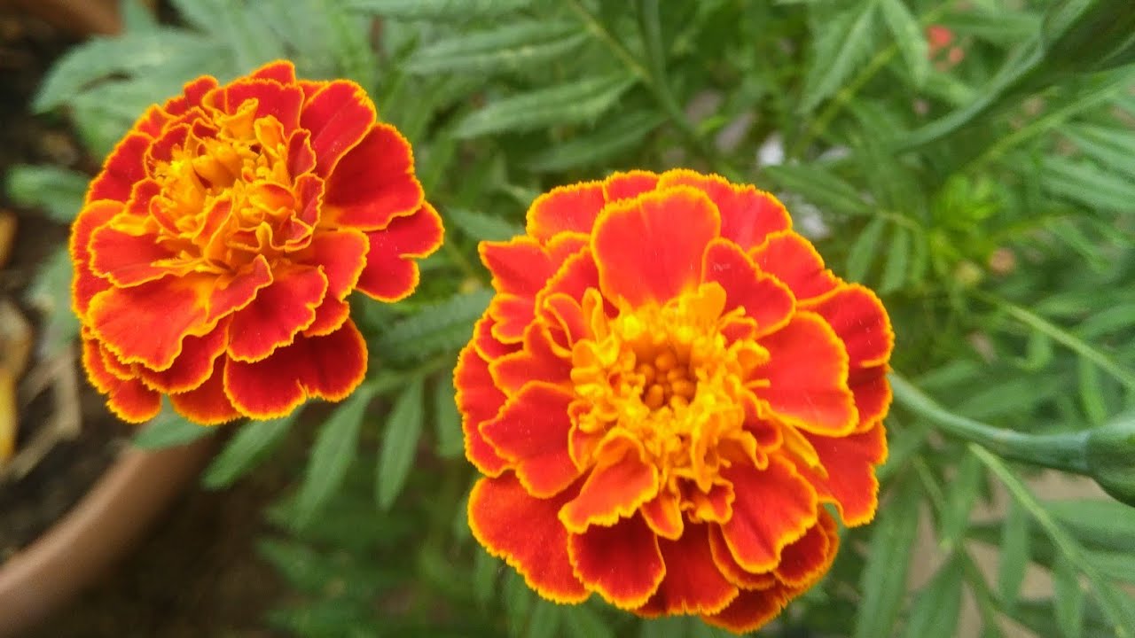 İzmir’de Bahar Ayının Yaklaşmasıyla Bahçe Ve Balkonları Süsleyen Çiçekler, Renk Şöleni Sağlıyor. Menekşe, Petunya, Sardunya Ve Begonya Gibi Dayanıklı Çiçeklerle Yaz Boyunca Canlı Bir Bahçe Yaratmak Mümkün. İşte İzmir Ikl