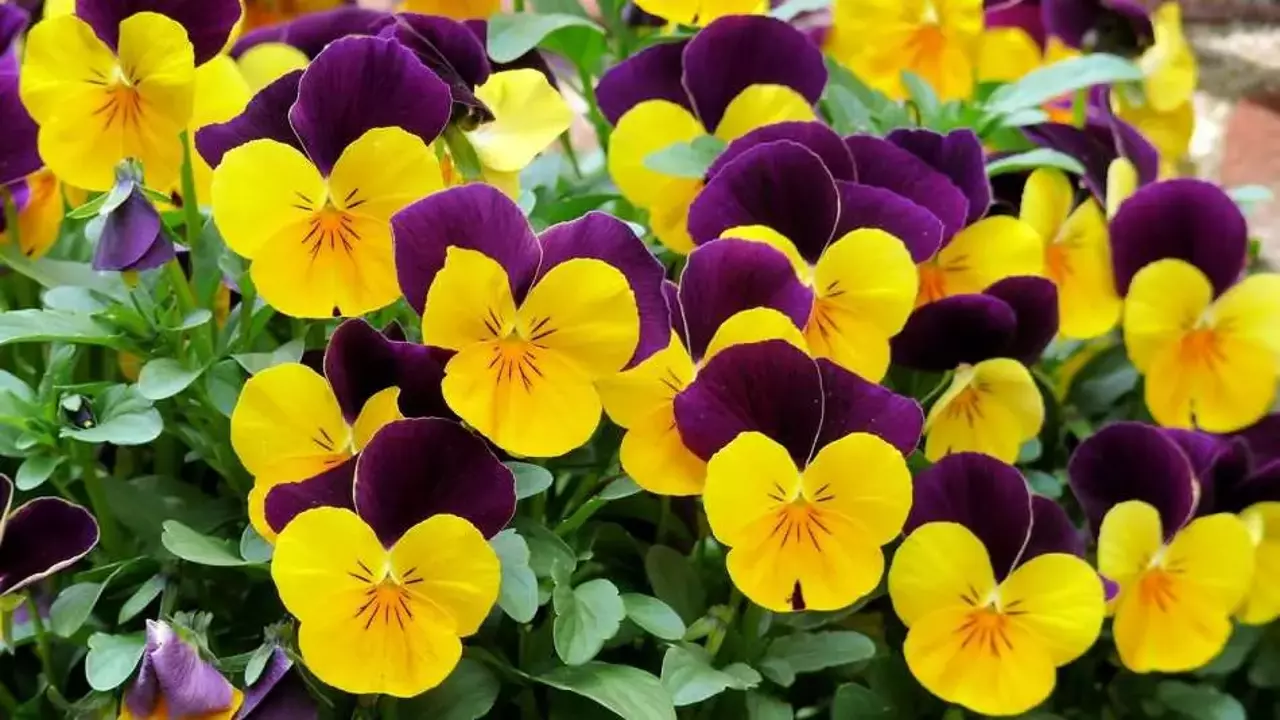 İzmir’de Bahar Ayının Yaklaşmasıyla Bahçe Ve Balkonları Süsleyen Çiçekler, Renk Şöleni Sağlıyor. Menekşe, Petunya, Sardunya Ve Begonya Gibi Dayanıklı Çiçeklerle Yaz Boyunca Canlı Bir Bahçe Yaratmak Mümkün. İşte İzmir Iklim-1