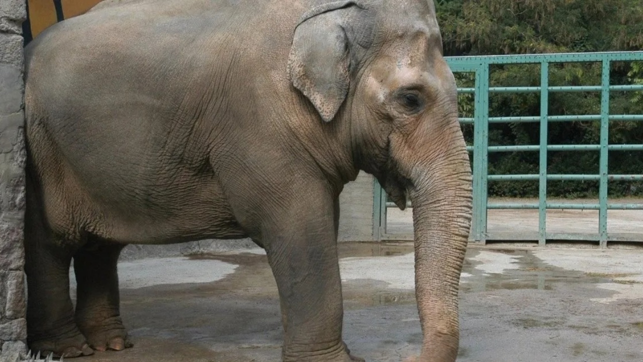 İzmir’in Sembolü Olmuştu Fil Pak Bahadır’ın Yürek Burkan Hikayesi (3)