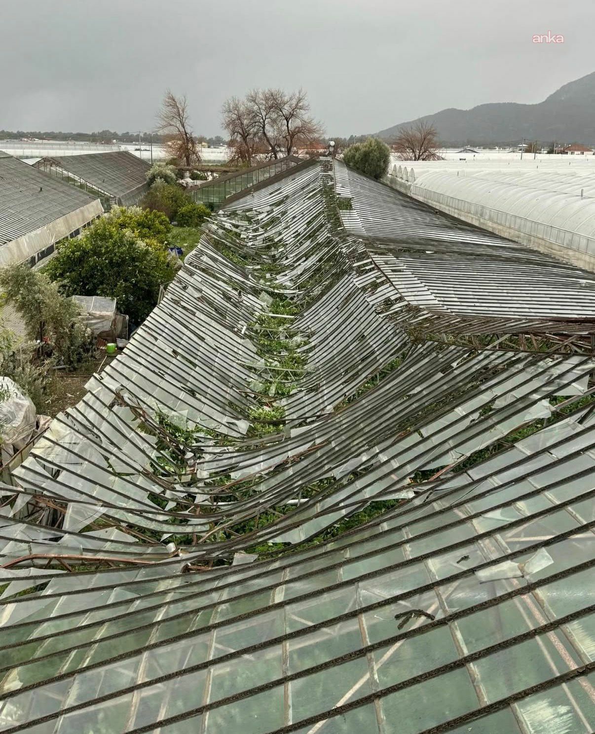Muğla’da Hortum Ve Dolu Seraları Vurdu Üreticiler Endişeli (3)