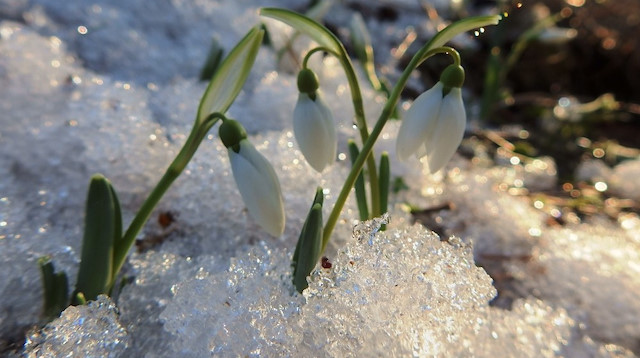 Resized Bea43 A938174 02