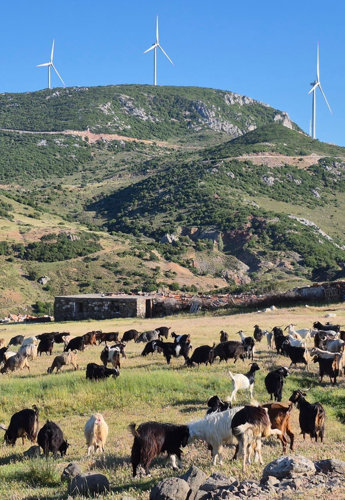 Karaburun’daki tartışmalı projeye yargı freni: ÇED olumlu kararı iptal edildi-1