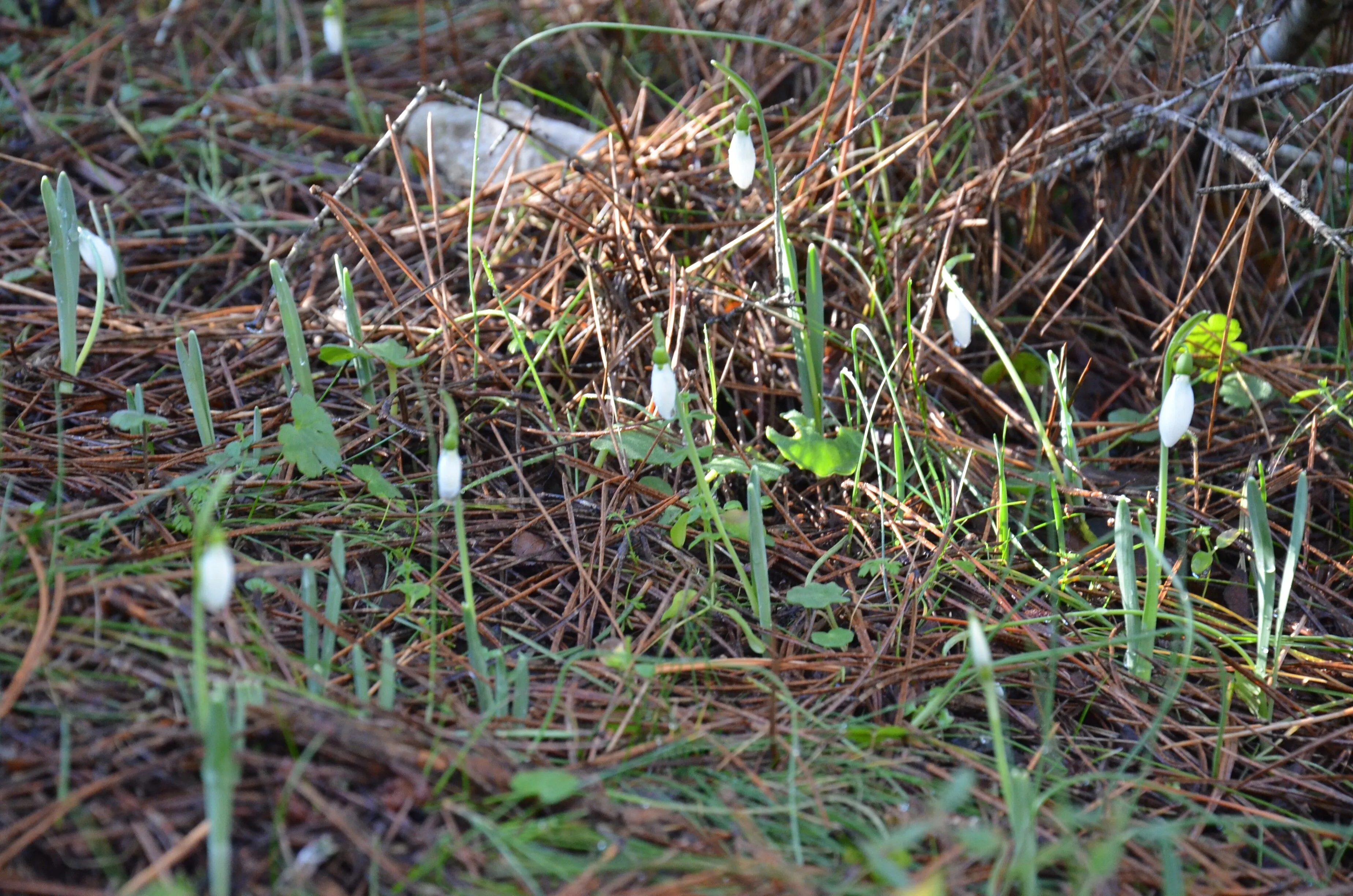 Spil Daginda Kardelen Alarmi Koparmanin Bedeli Dudak Ucuklatti 2