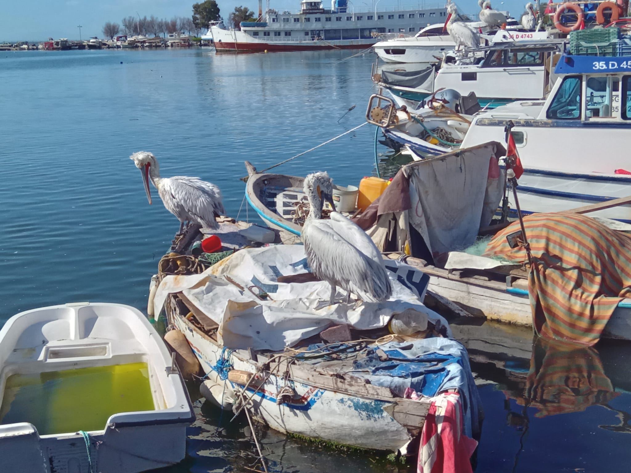 Karşıyaka’da günün yıldızları: Dev pelikanlar Churchıll’i sahiplendi