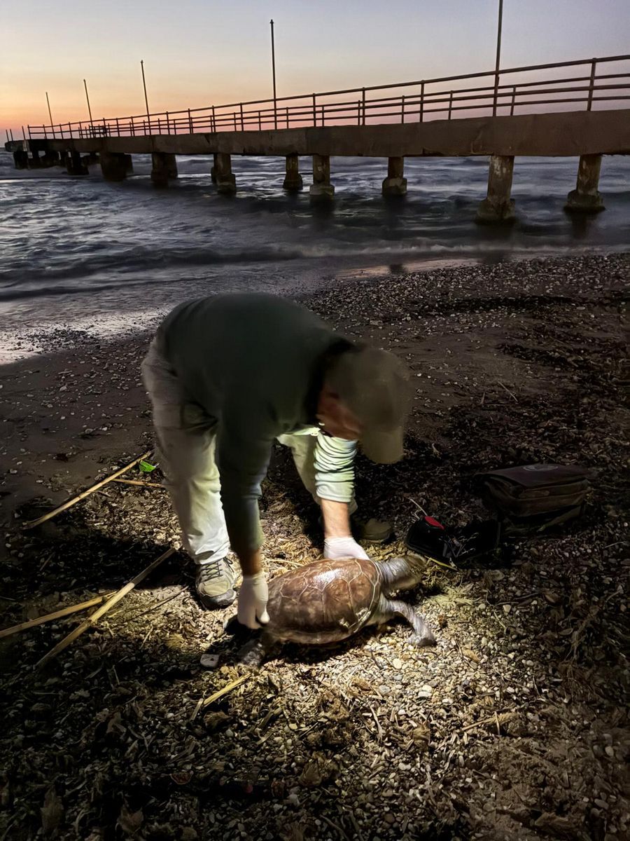 Kuşadası’nda Deniz Kaplumbağaları Ölüyor Trol Avcılığı Yasaklansın (2)