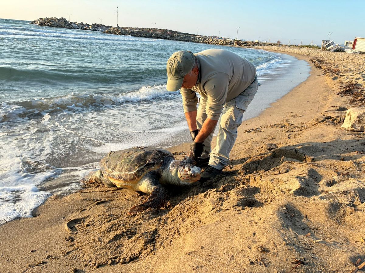 Kuşadası’nda Deniz Kaplumbağaları Ölüyor Trol Avcılığı Yasaklansın (4)