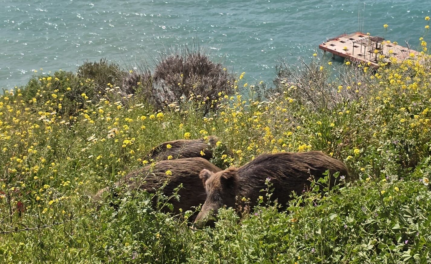 Kuşadası'nda yaban domuzları kent merkezine indi-1