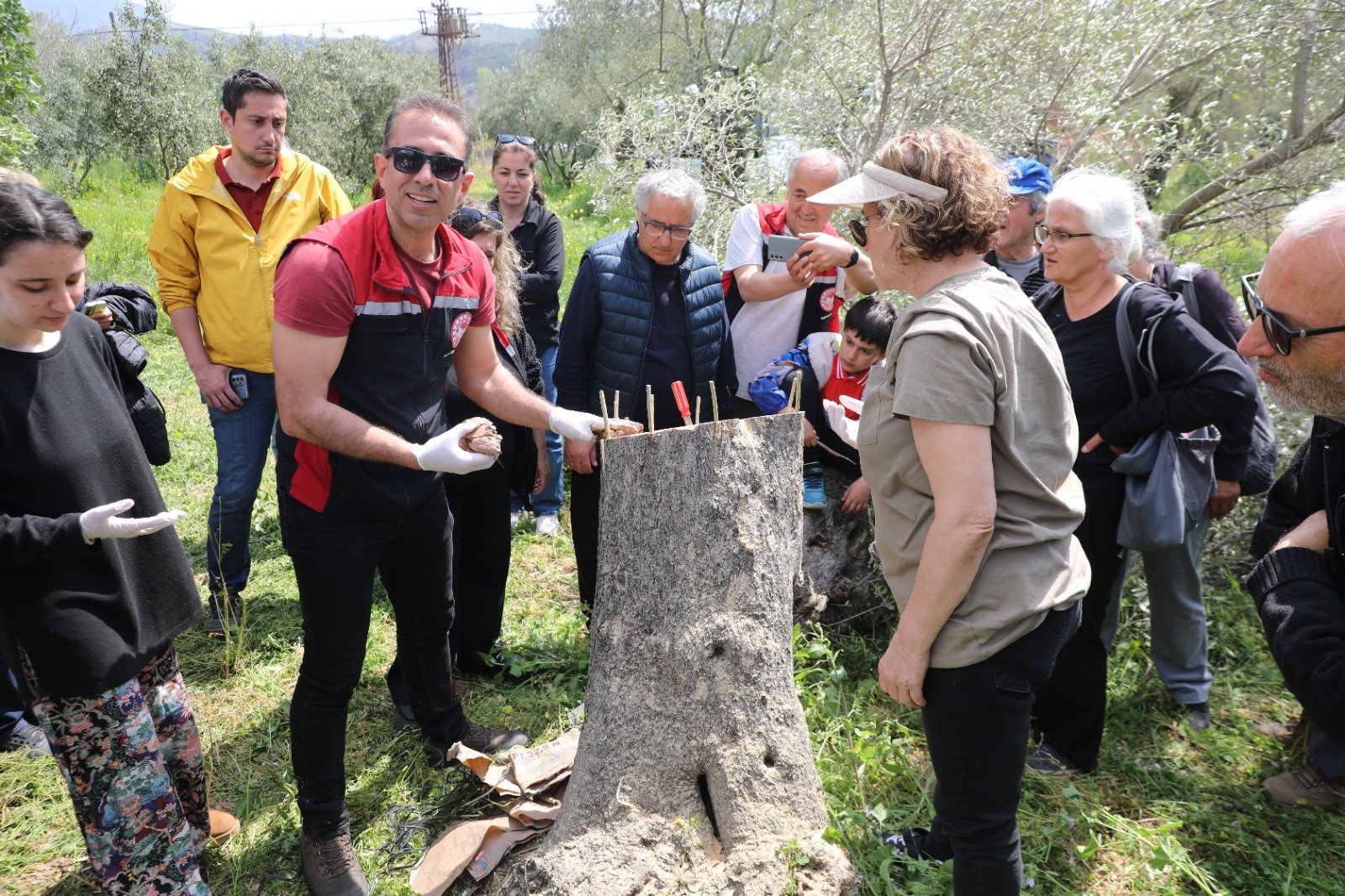 Seferihisar’da zeytin üreticilerine uygulamalı budama ve aşılama eğitimi