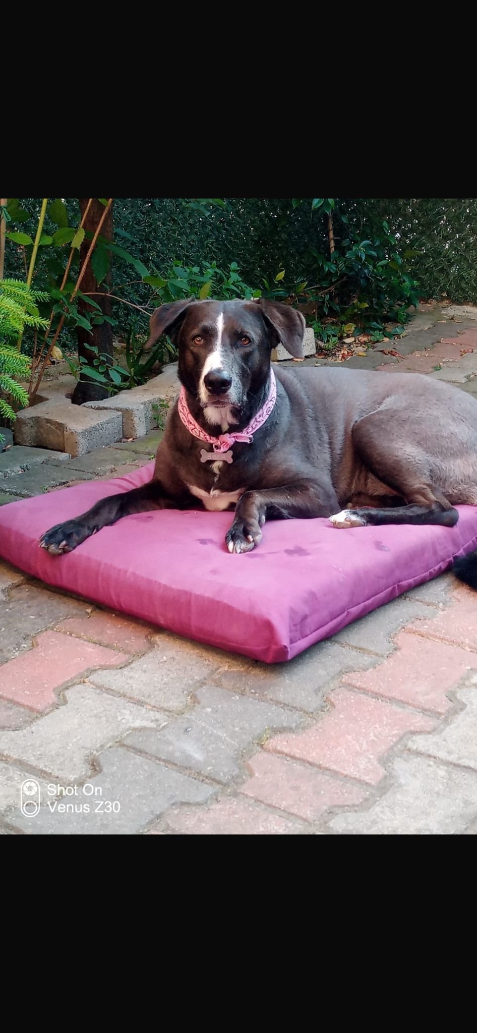 Seferihisar’da esrarengiz kayıplar: Çipli köpekler ortadan kayboldu!