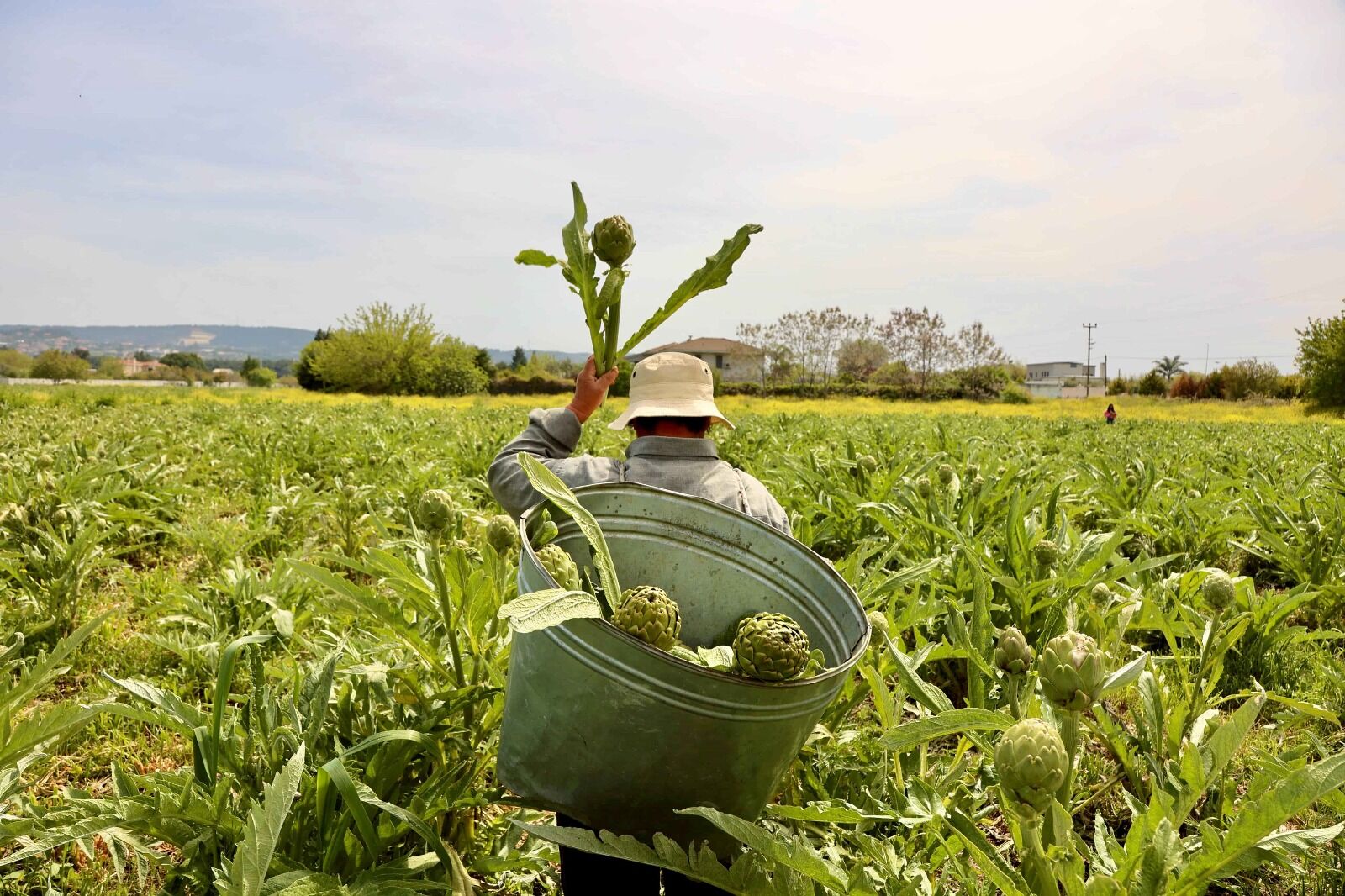Enginarın kalbi Urla'da atacak-1
