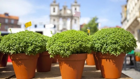 Balkonunuza bahar gelsin: Mayıs ayında dikebileceğiniz 5 çiçek!-3