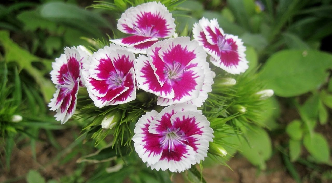 Balkonunuza bahar gelsin: Mayıs ayında dikebileceğiniz 5 çiçek!-4