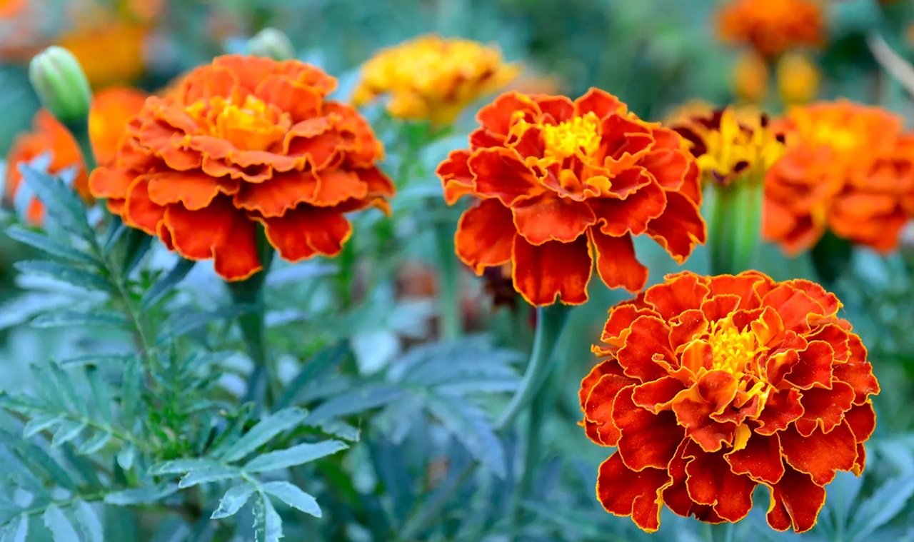 Balkonunuza bahar gelsin: Mayıs ayında dikebileceğiniz 5 çiçek!-2