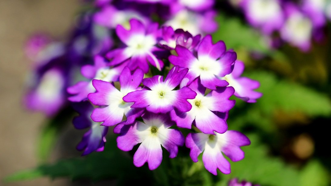 Balkonunuza bahar gelsin: Mayıs ayında dikebileceğiniz 5 çiçek!-1