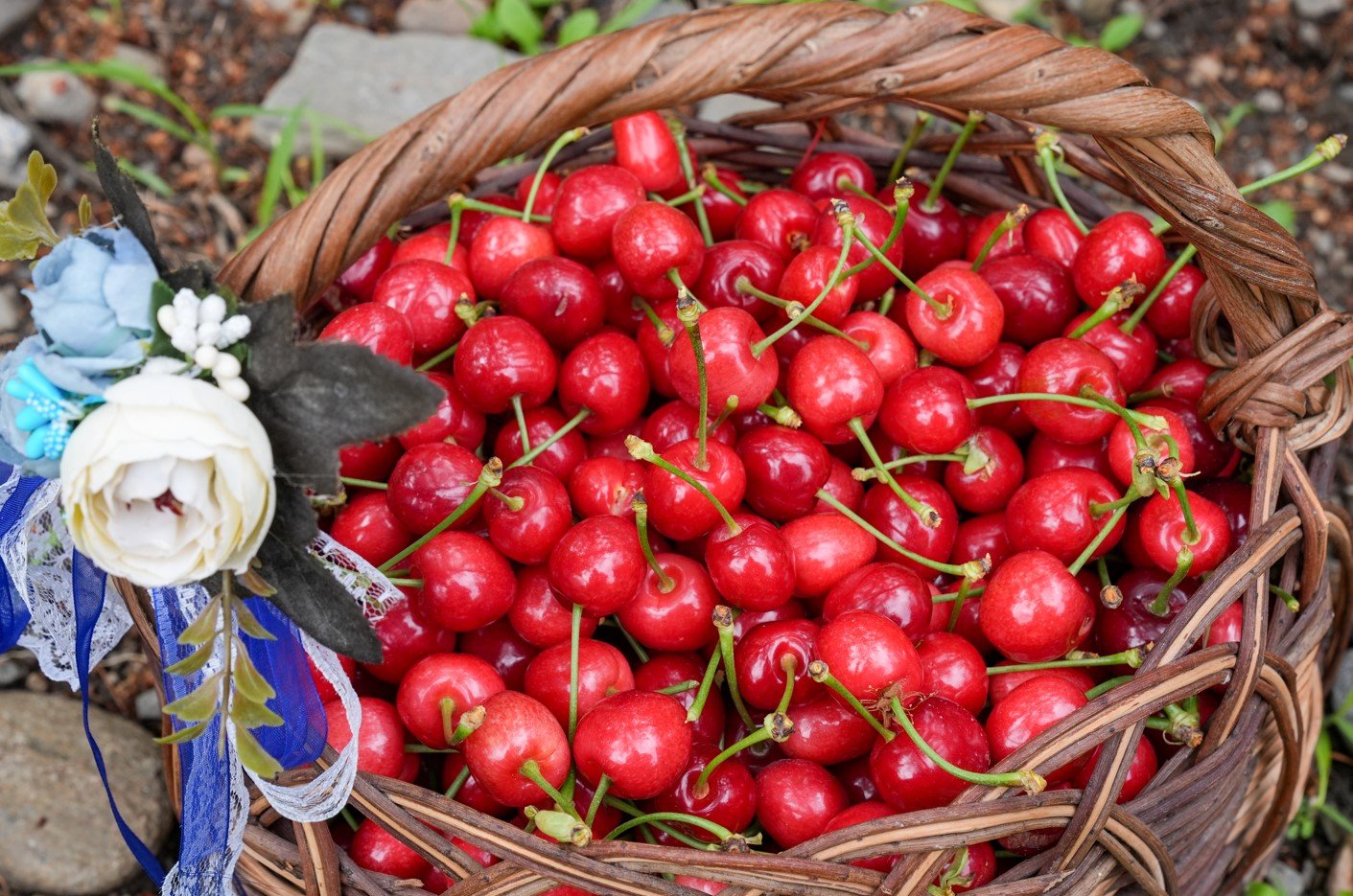 Kiraz Hasat 2