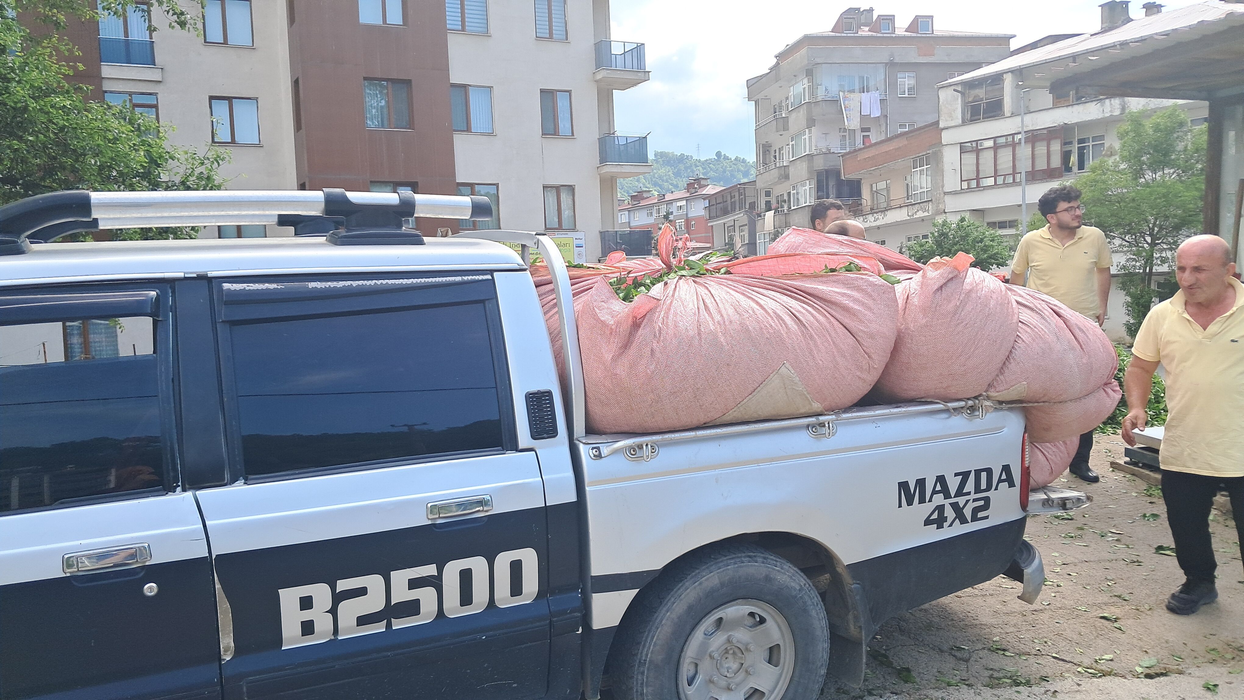 Çay üreticilerinden isyan: Çaykur bize eziyet ediyor!-1
