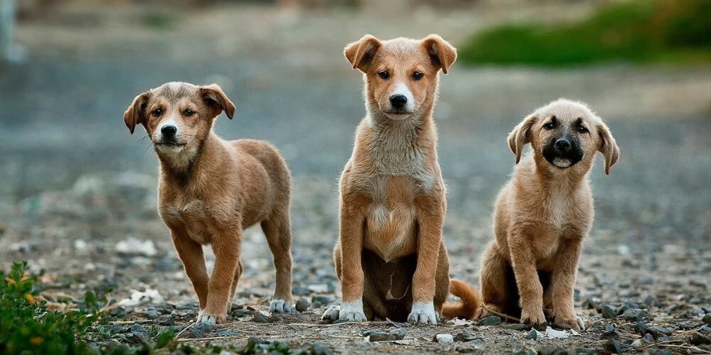 İzmir Barosu'ndan ‘sokak köpekleri’ tepkisi: Barınaklar ölüm kampı, toplama hukuka aykırı!