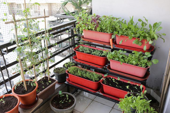 Balkon Bahceciligi Dikkat Edilecekler