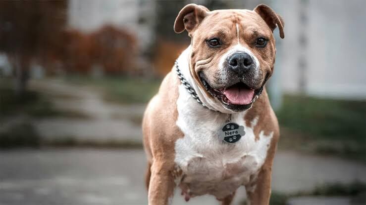 İzmir’de pitbull faciası: Parmağı kopan kadın şikayetçi oldu!