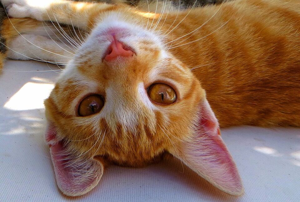 Kedi Kulak