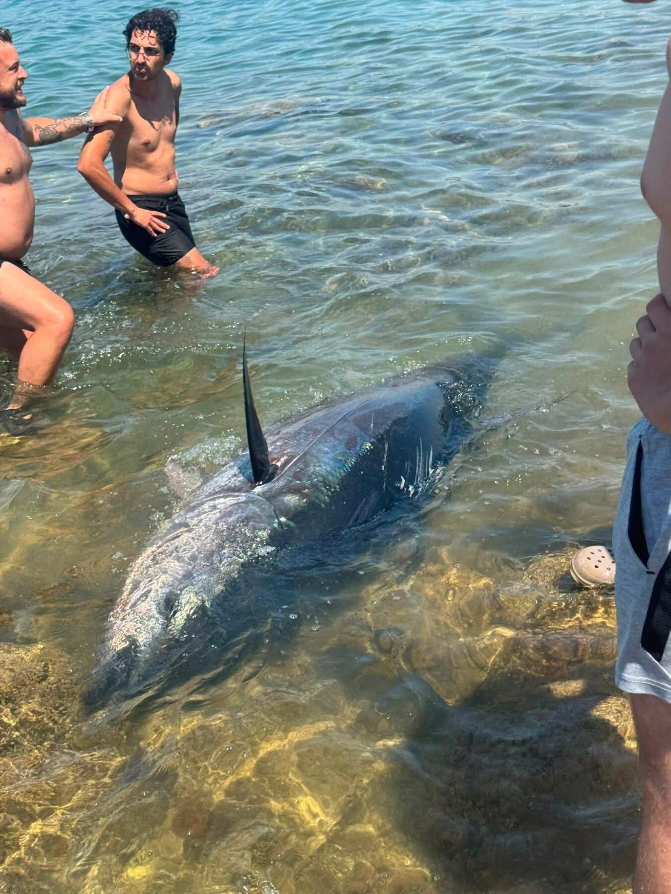 Çeşme kıyılarında orkinos ölümleri yeniden başladı: ÇEŞÇEP'ten yetkililere çağrı!-1