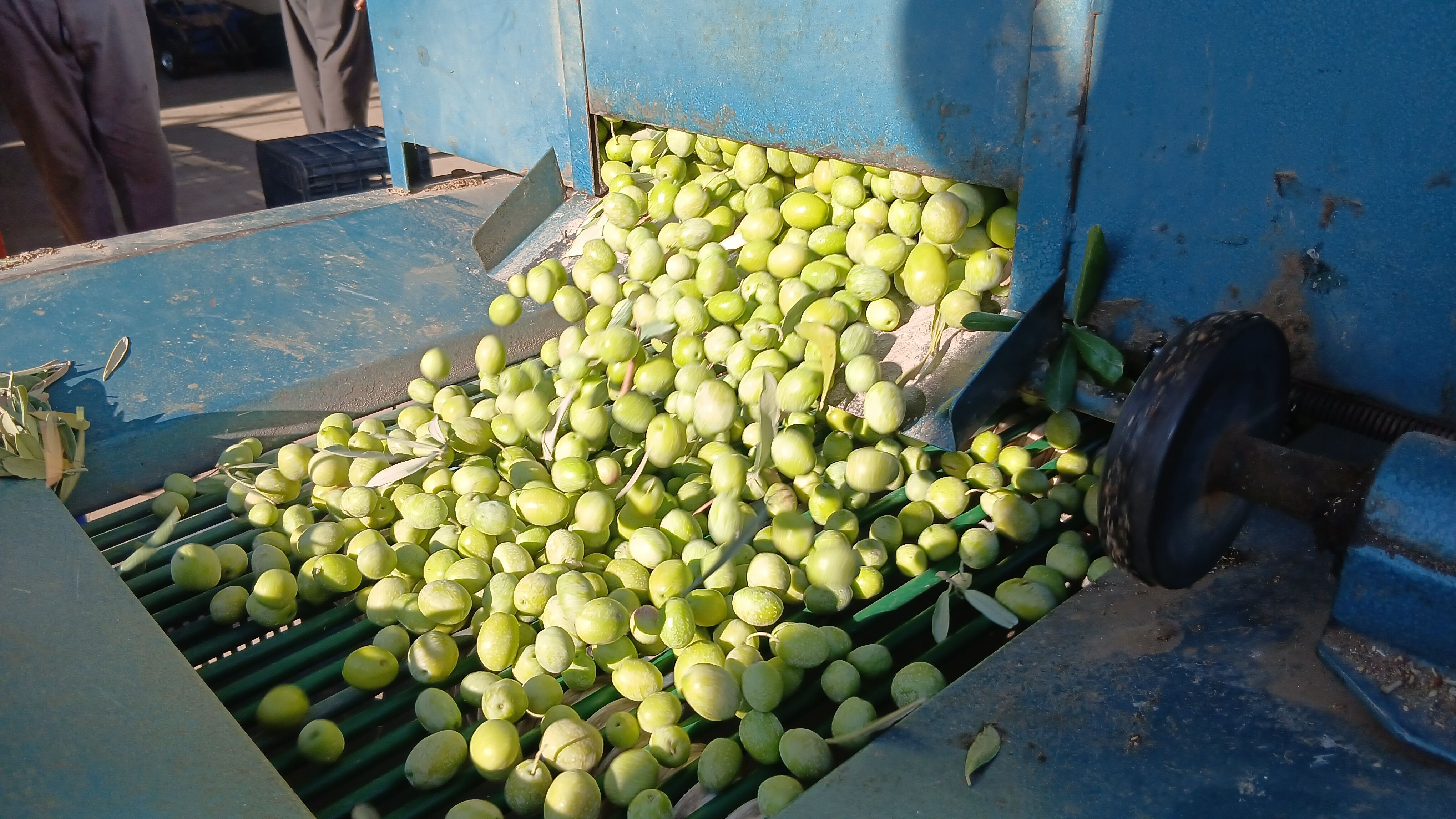 Zeytin üreticileri isyan etti: Maliyetler katlandı, çiftçi nereden kazanacak?