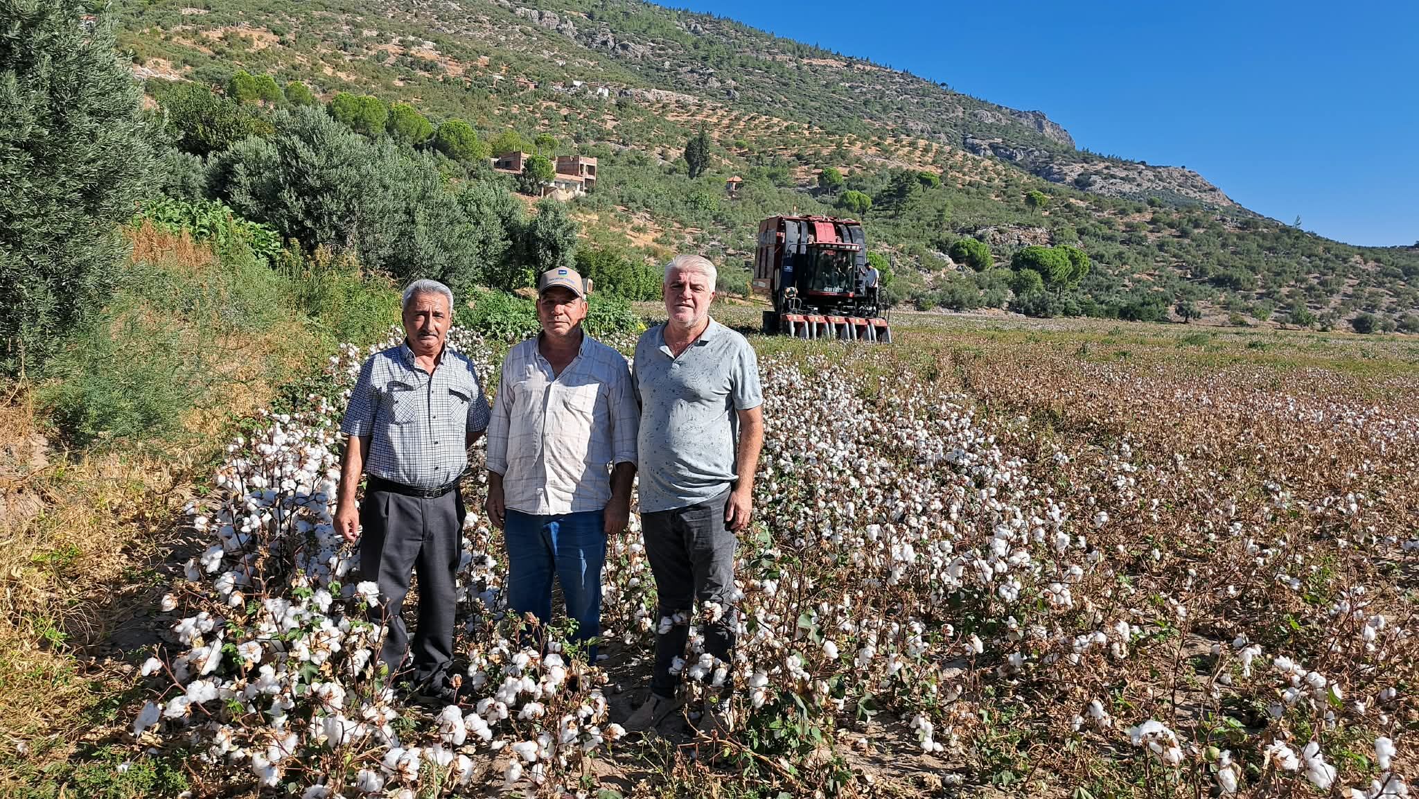Söke Ovası'nda sezonun ilk pamuğu hasat edildi: Üreticiler artan maliyetten endişeli