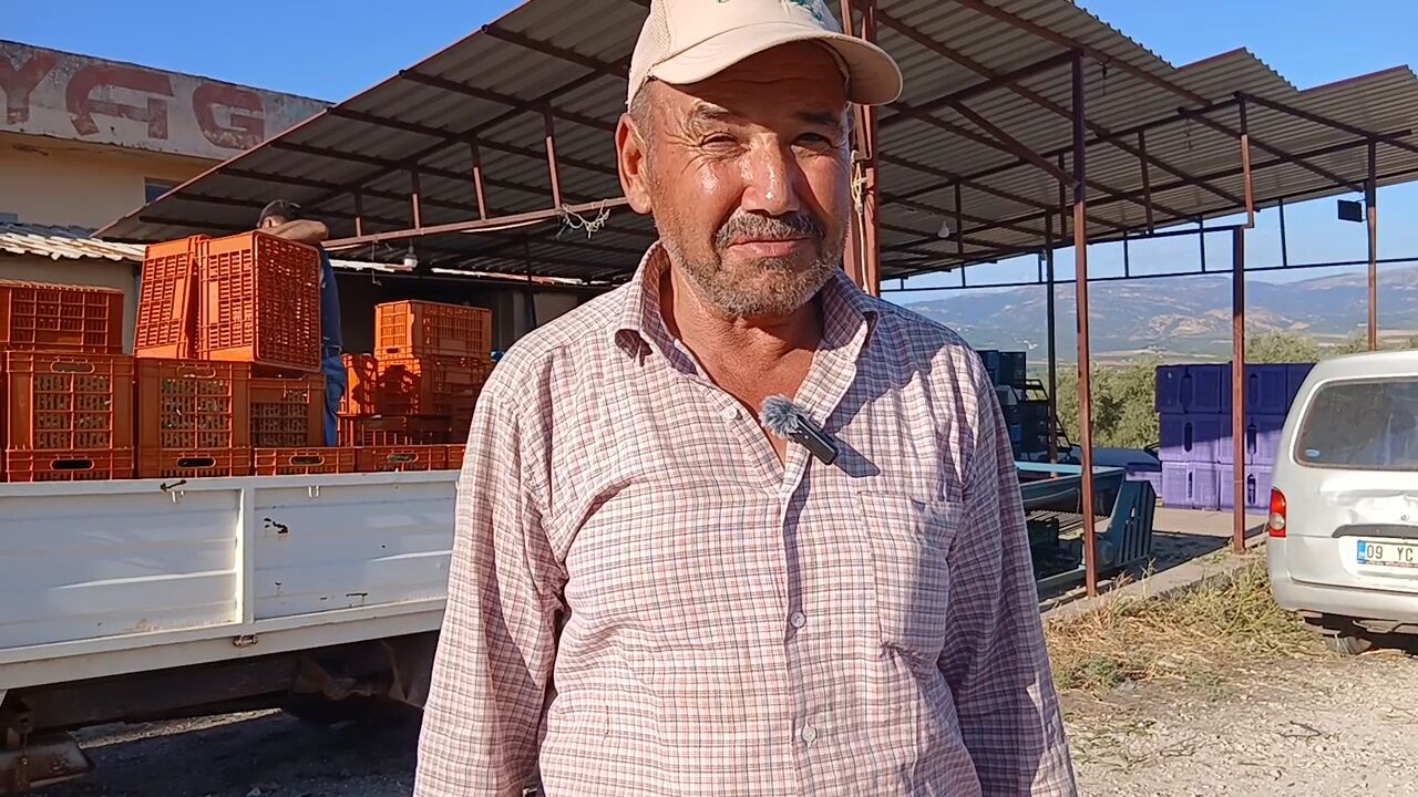 Zeytin üreticileri isyan etti: Maliyetler katlandı, çiftçi nereden kazanacak?