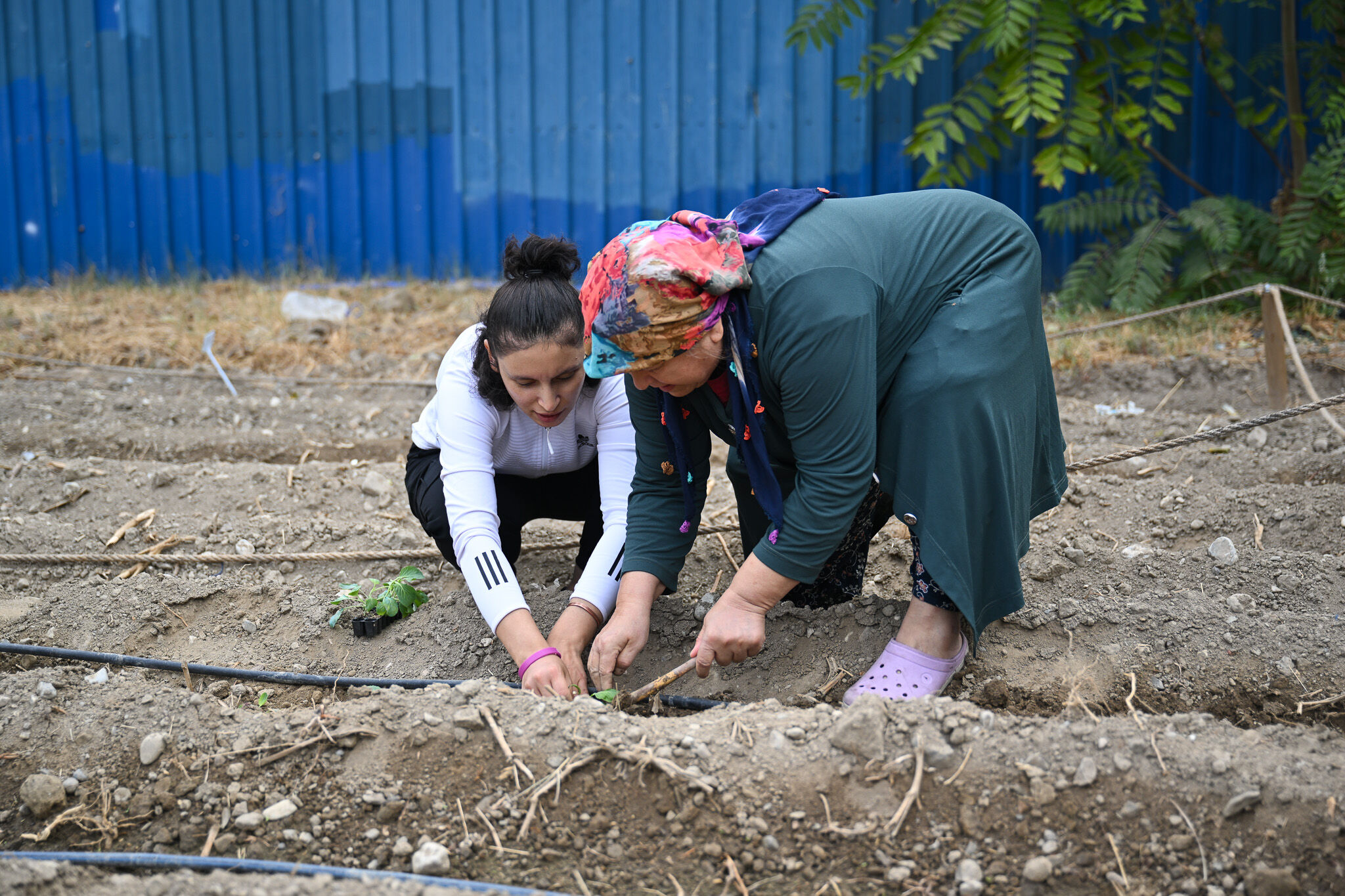 Bornova Bostan Proje, (4)