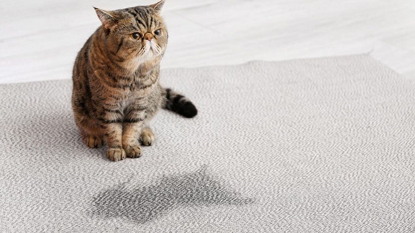 Kedi Kokusu 2