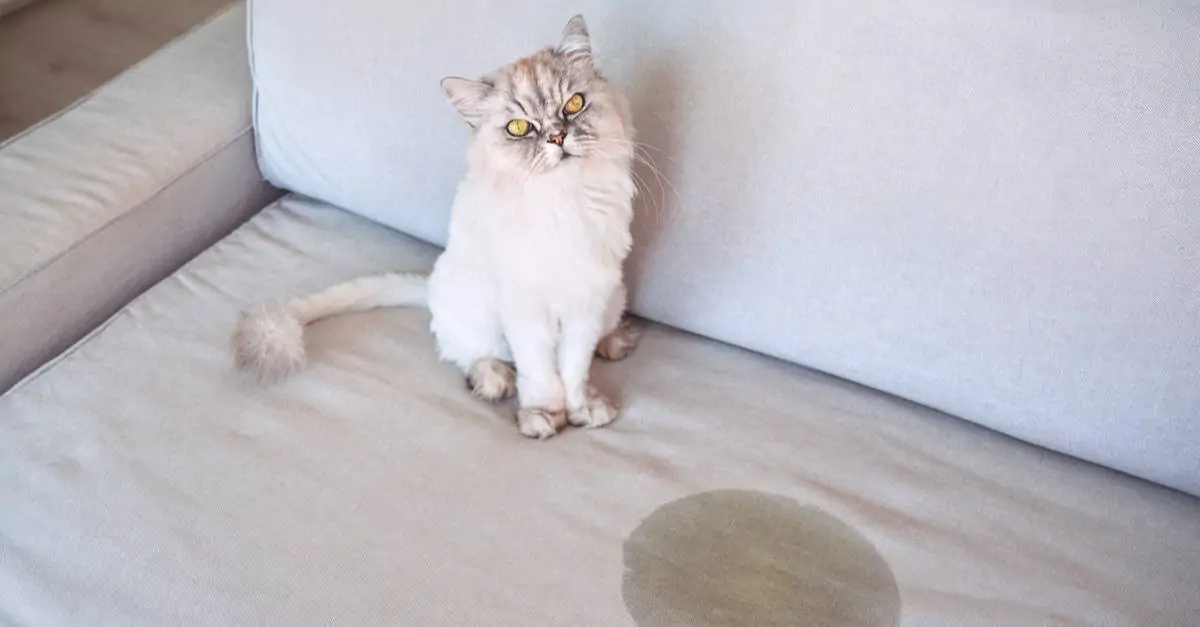 Kedi Kokusu 3