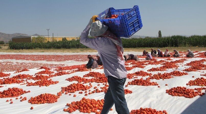 Ucuza çalışma, ucuza ölüm! Tarımda iş cinayeti bilançosu: 3 ayda en az 157 işçi öldü-1