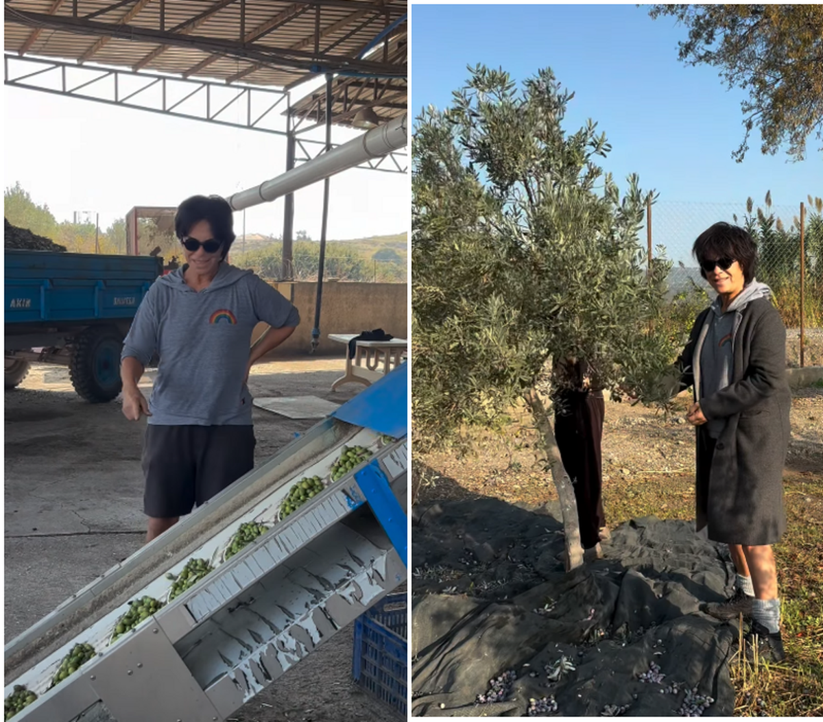 Zeytin Tarlası Foça